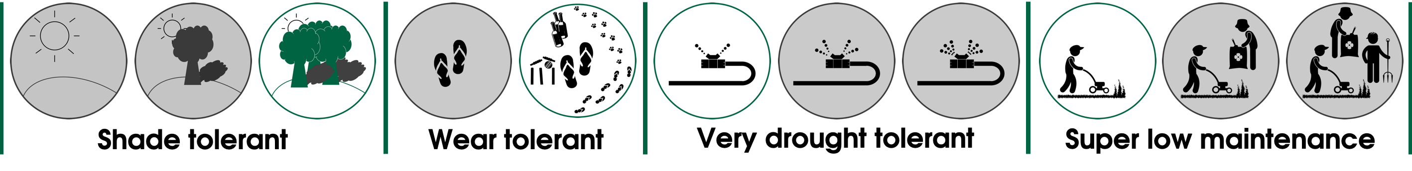 Sir Grange Zoysia Grass Properties & Behaviour Set - How to Care for Sir Grange Zoysia Lawn Sir Grange Zoysia Grass Properties & Behaviour Set - How to Care for Sir Grange Zoysia Lawn