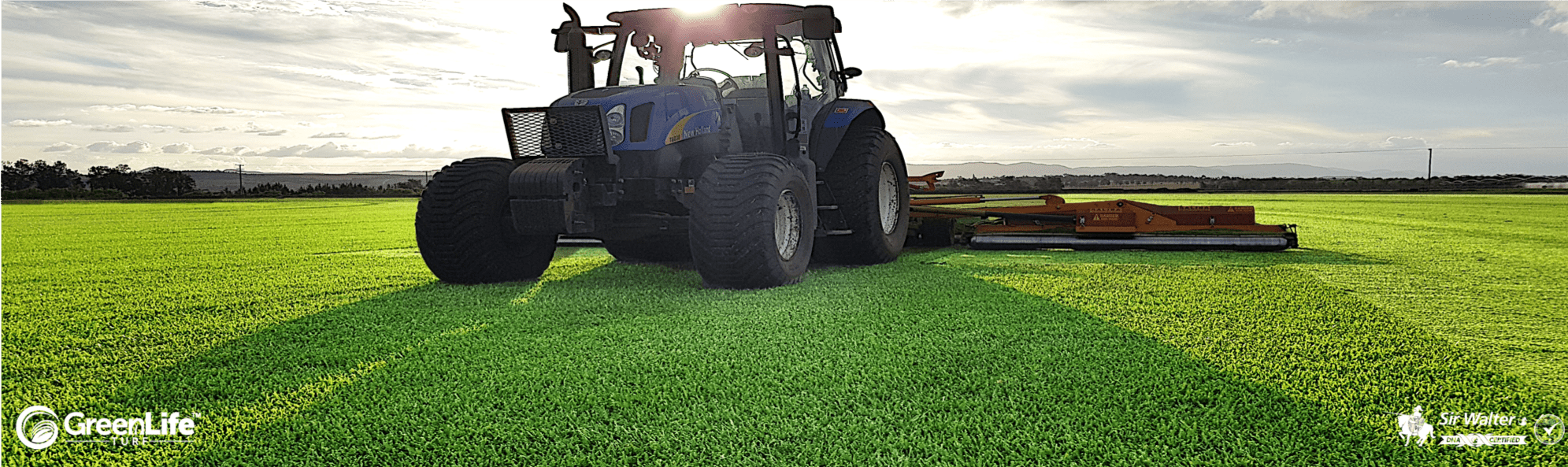 DNA Certified Sir Walter Buffalo Grass - Australia's favourite buffalo! DNA Certified Sir Walter Buffalo Grass - Australia's favourite buffalo!