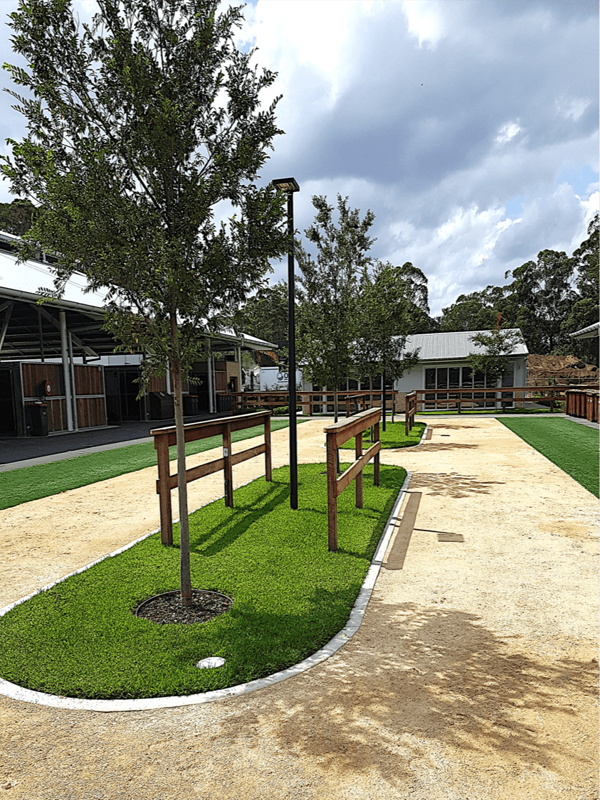 DNA Certified Sir Walter Buffalo Grass - a great lawn for schools and recreation parks DNA Certified Sir Walter Buffalo Grass - a great lawn for schools and recreation parks