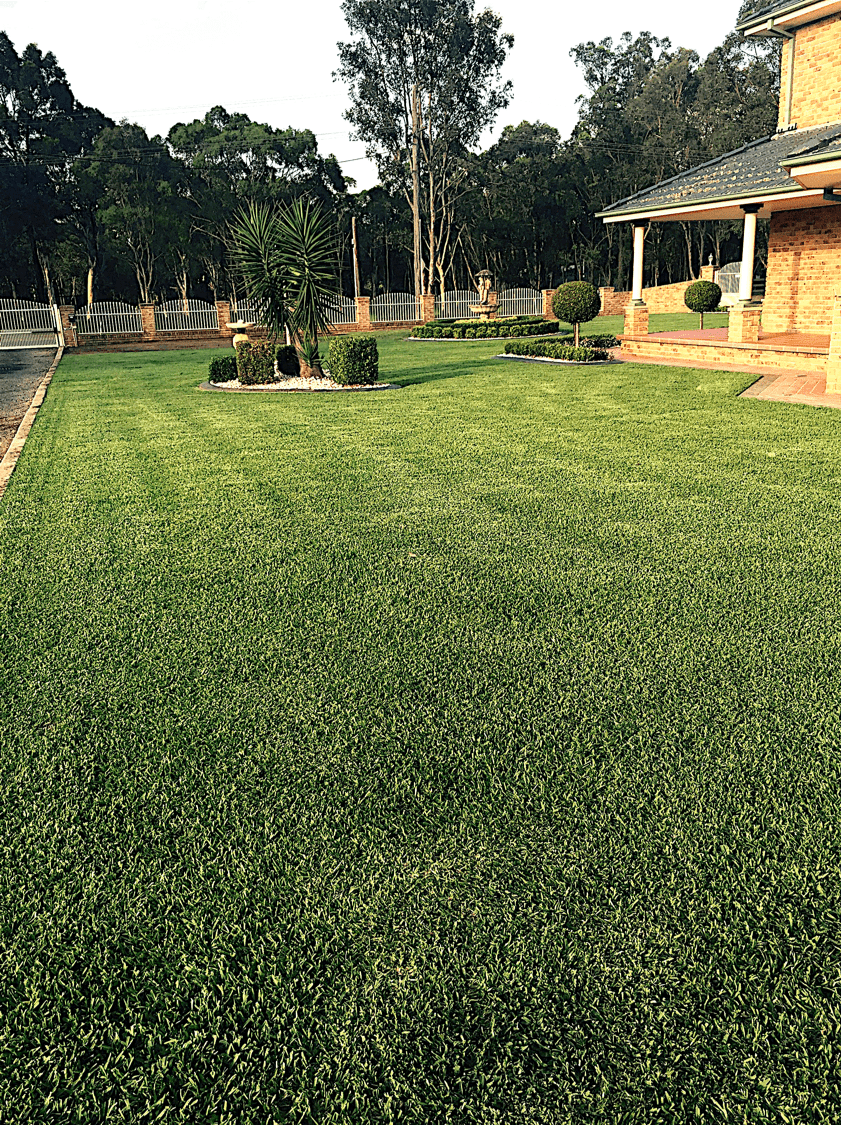 DNA Certified Sir Walter Buffalo Grass - a great family lawn
