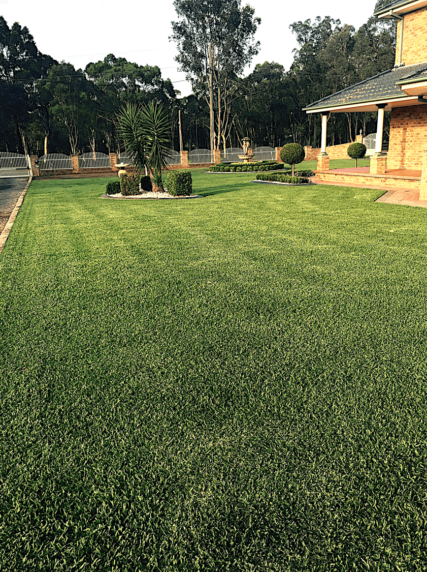 DNA Certified Sir Walter Buffalo Grass - a great family lawn DNA Certified Sir Walter Buffalo Grass - a great family lawn