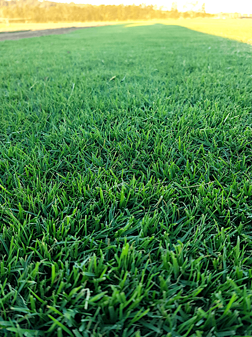 TifTuf Bermuda Grass - a great lawn for schools and recreation parks TifTuf Bermuda Grass - a great lawn for schools and recreation parks