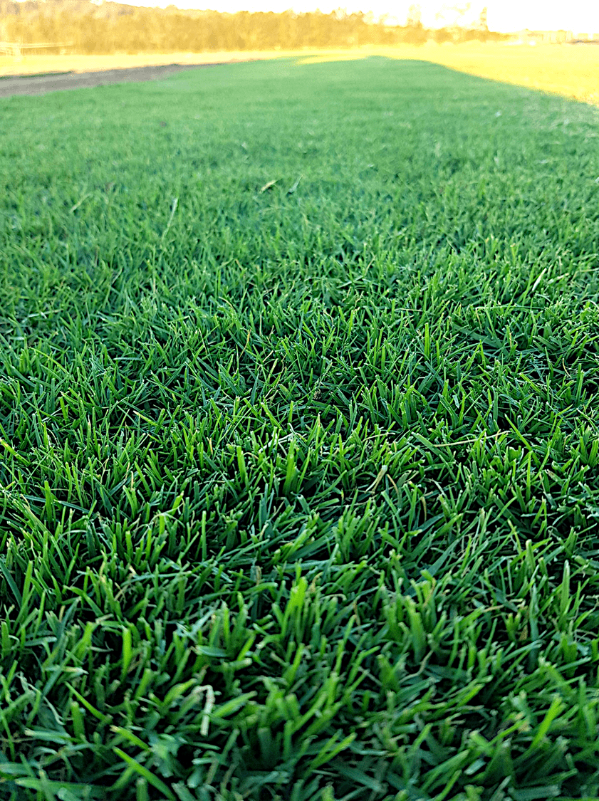 TifTuf Bermuda Grass - a great lawn for schools and recreation parks