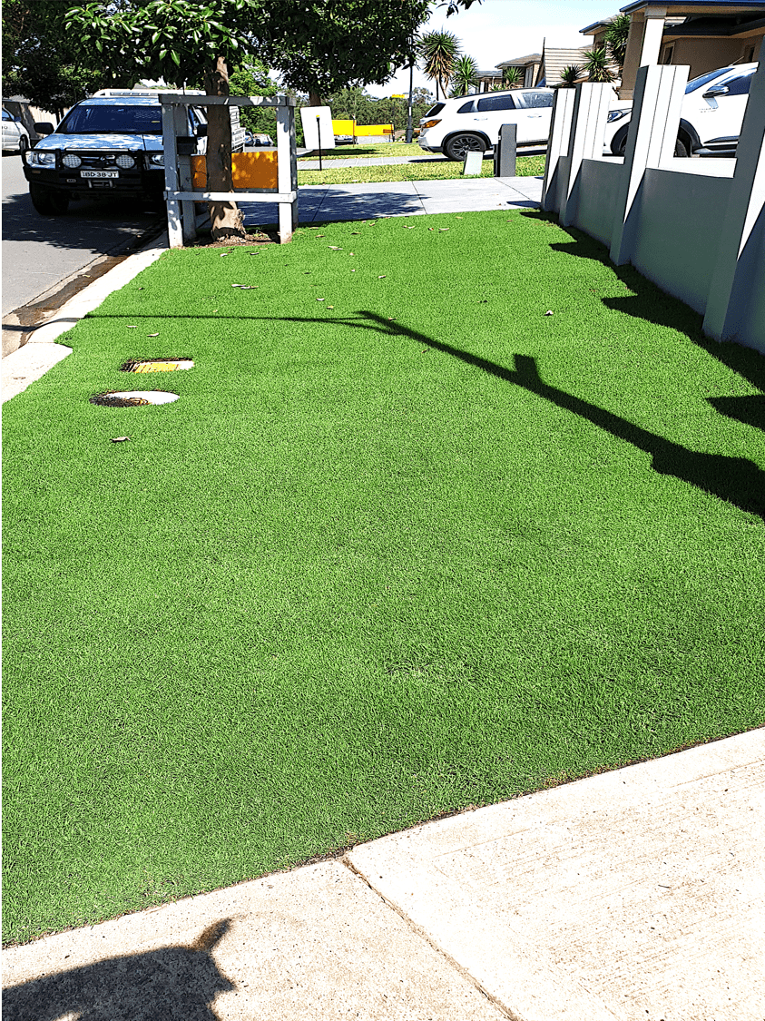 TifTuf Bermuda - perfect road verge street appeal TifTuf Bermuda - perfect road verge street appeal