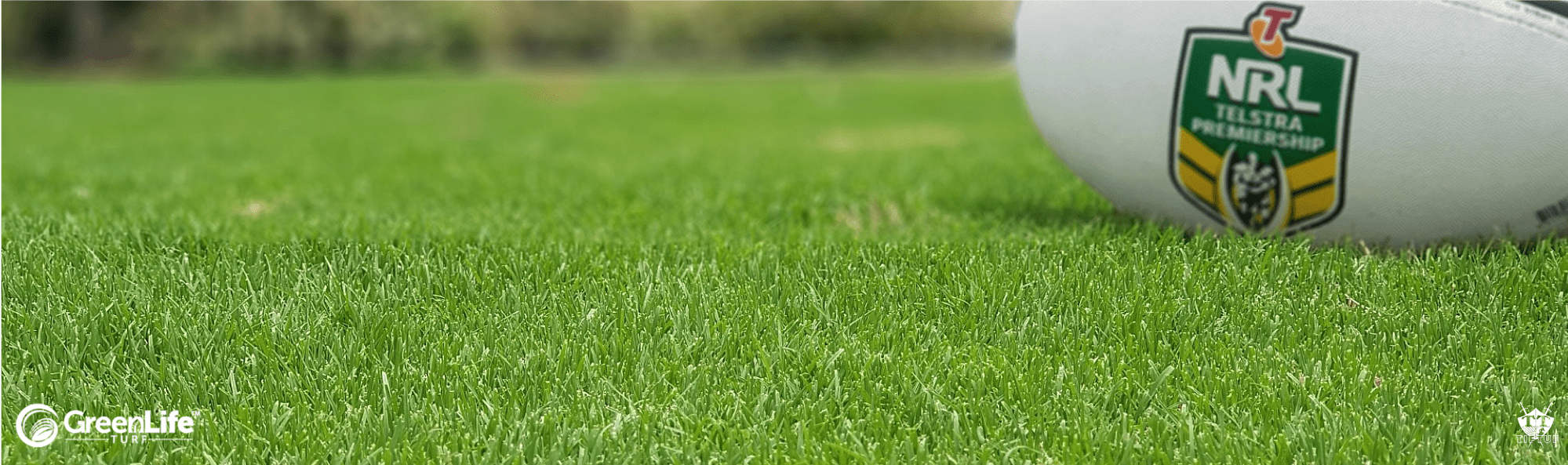 TifTuf Bermuda Grass - the hybrid Bermuda TifTuf Bermuda Grass - the hybrid Bermuda