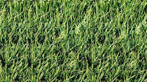 Sir Grange Zoysia Grass Sir Grange Zoysia Grass
