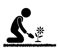 Weeding requirements for DNA Certified Sir Walter Buffalo