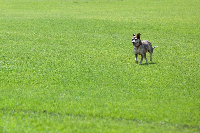 kikuyu-grass-for-full-sun-aspect
