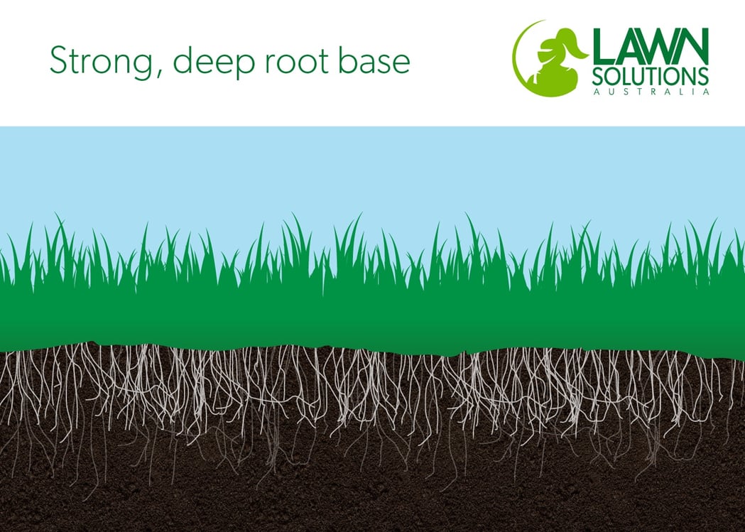 strong-deep-root-base-diagram