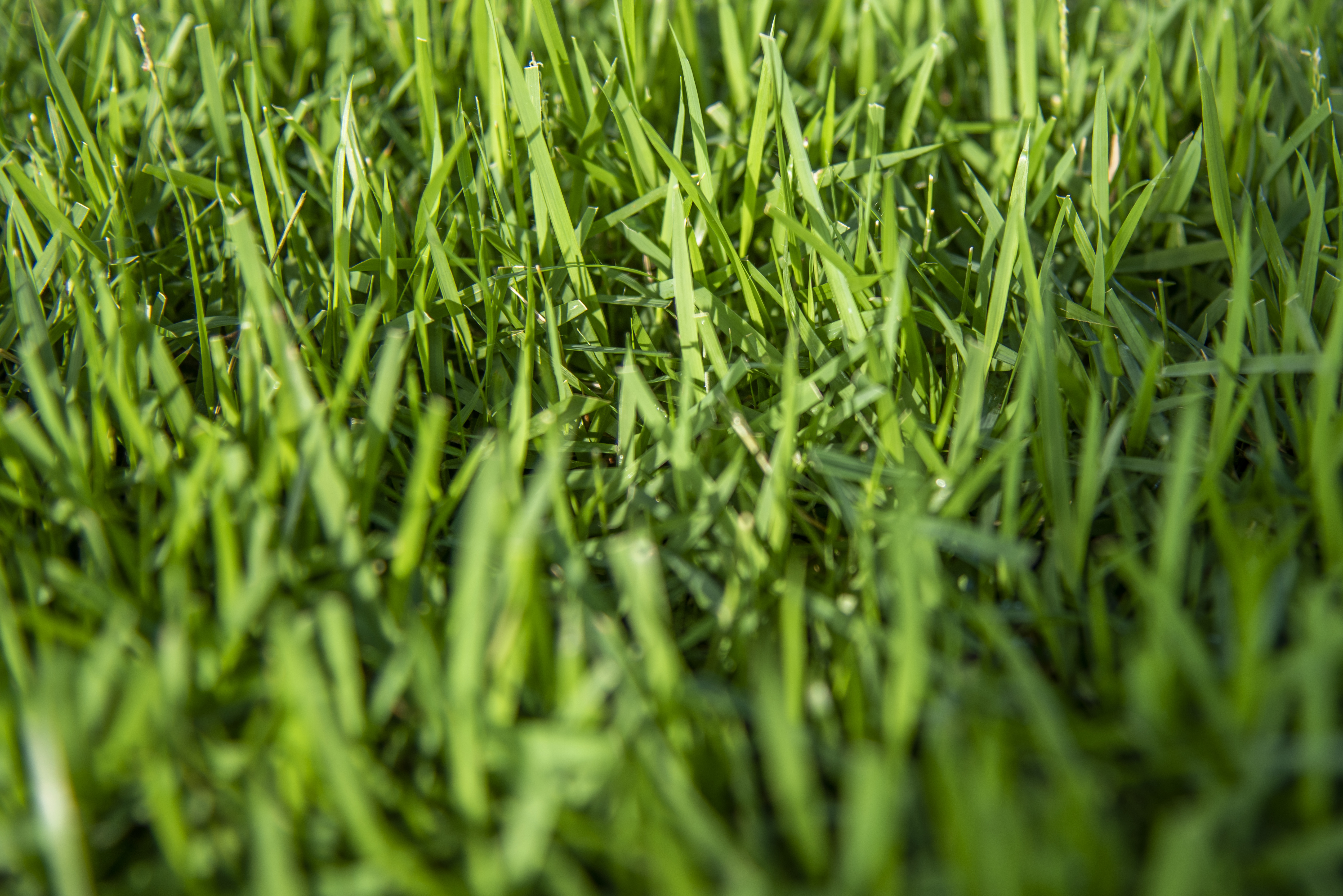 closeup_01-1