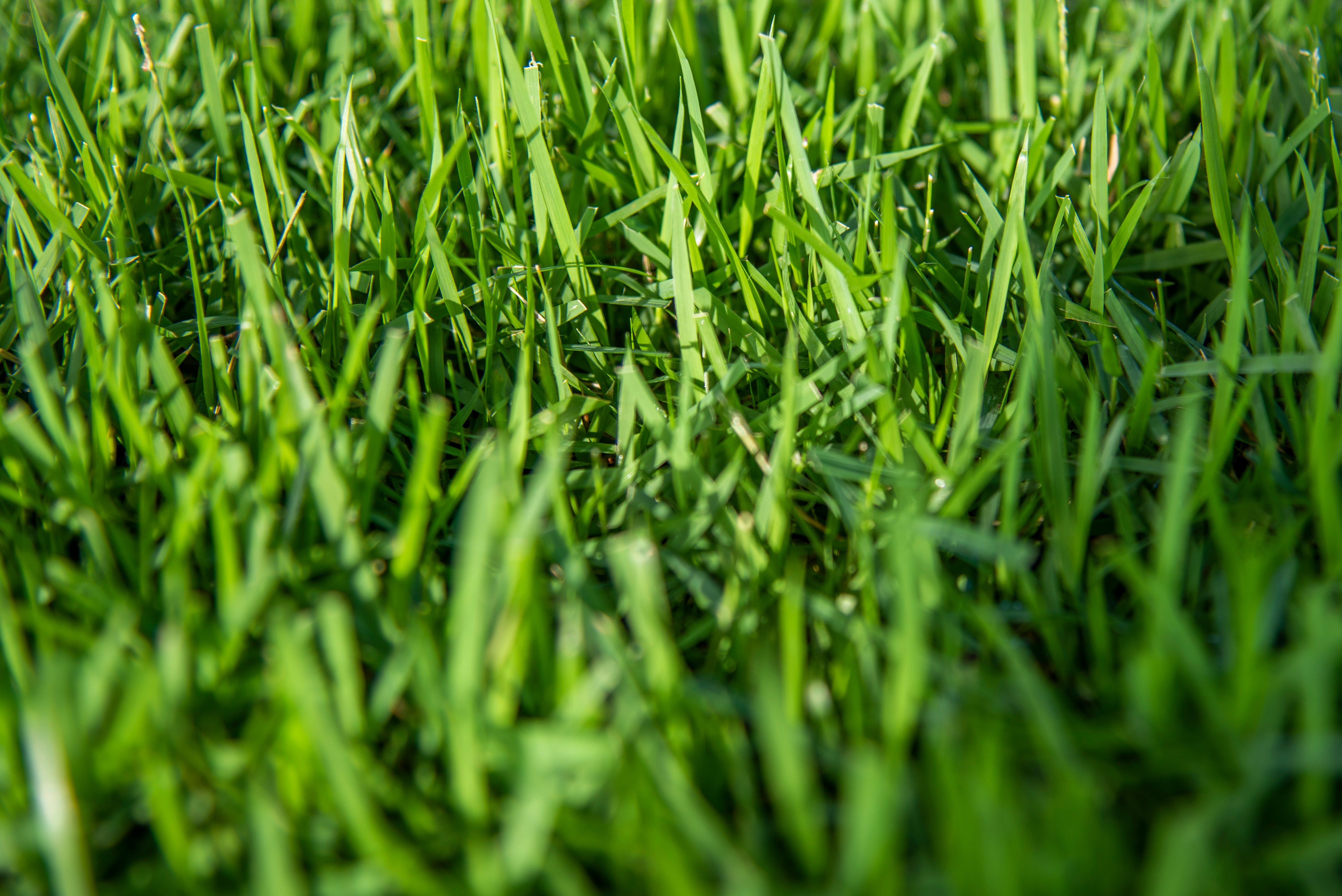 closeup_01
