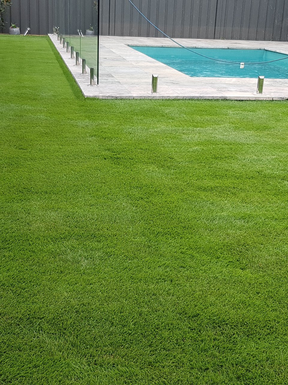 Claremont meadows, Sir Grange Zoysia, Preparation Sydney, Before & After, Home Lawn Transformation,