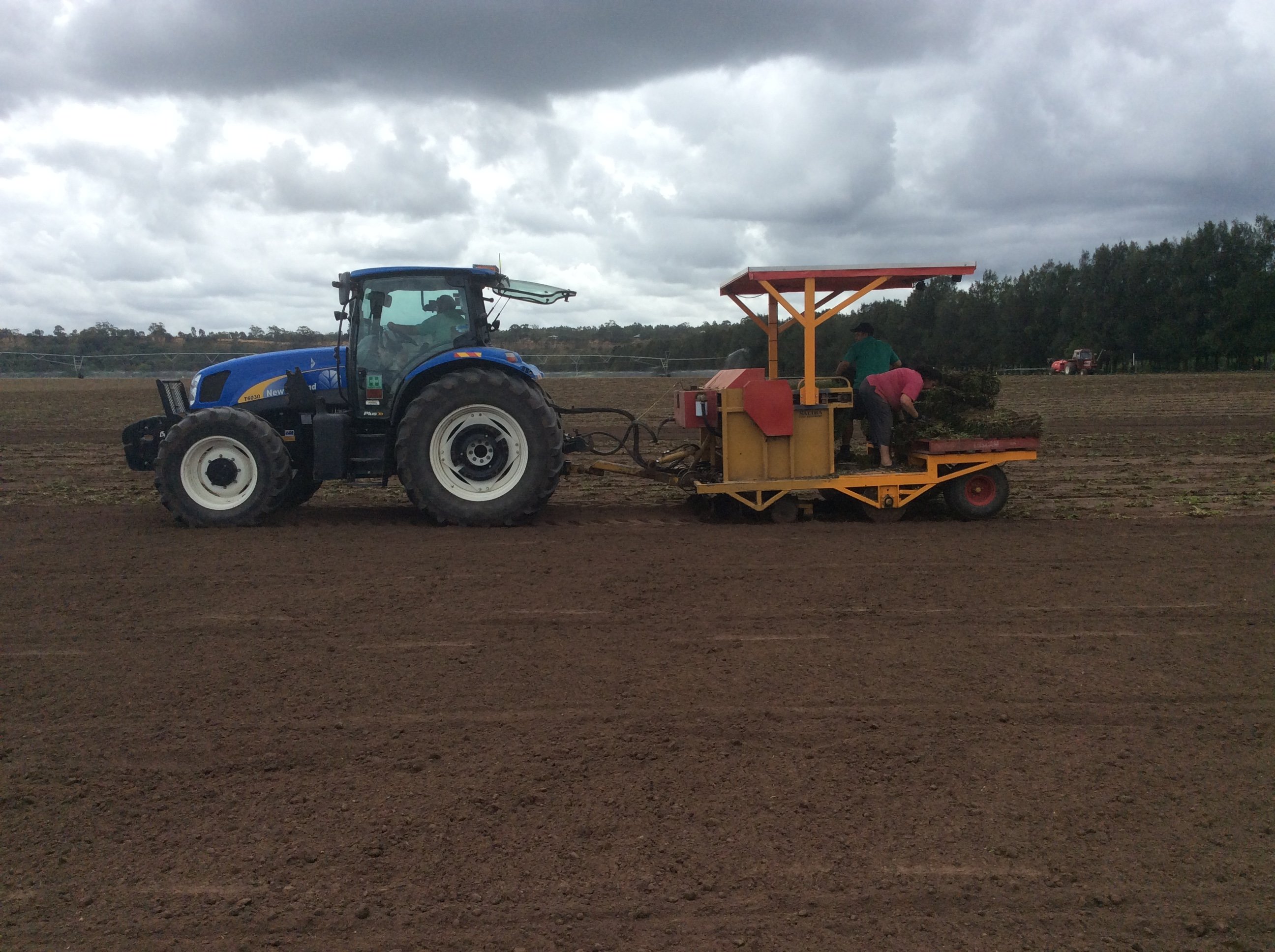 Planting Turf, Singelton