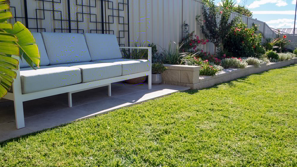 sir-walter-buffalo-grass-maintenance-australia