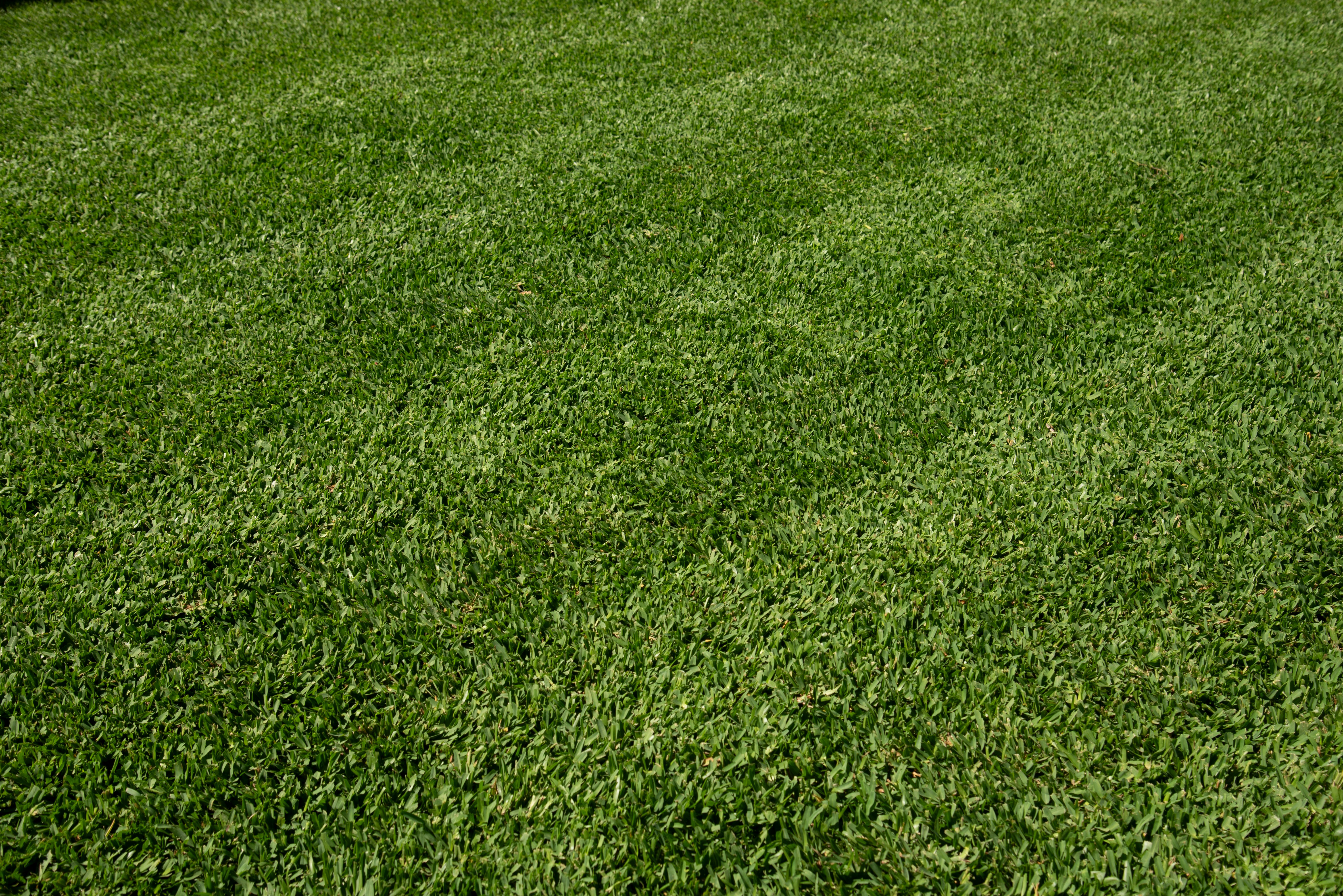 stampede-hybrid-buffalo-grass