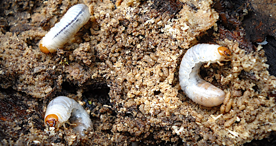 Get Rid of Root Feeding Lawn Grubs & Beetle Larvae in Your Lawn