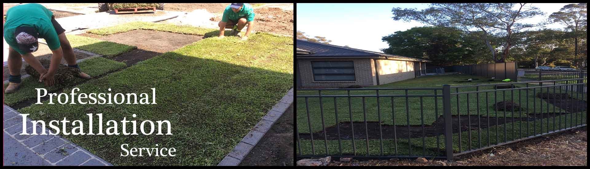 Turf Lawn Supplies Sir Walter Dna Certified Kikuyu Couch Zoysia