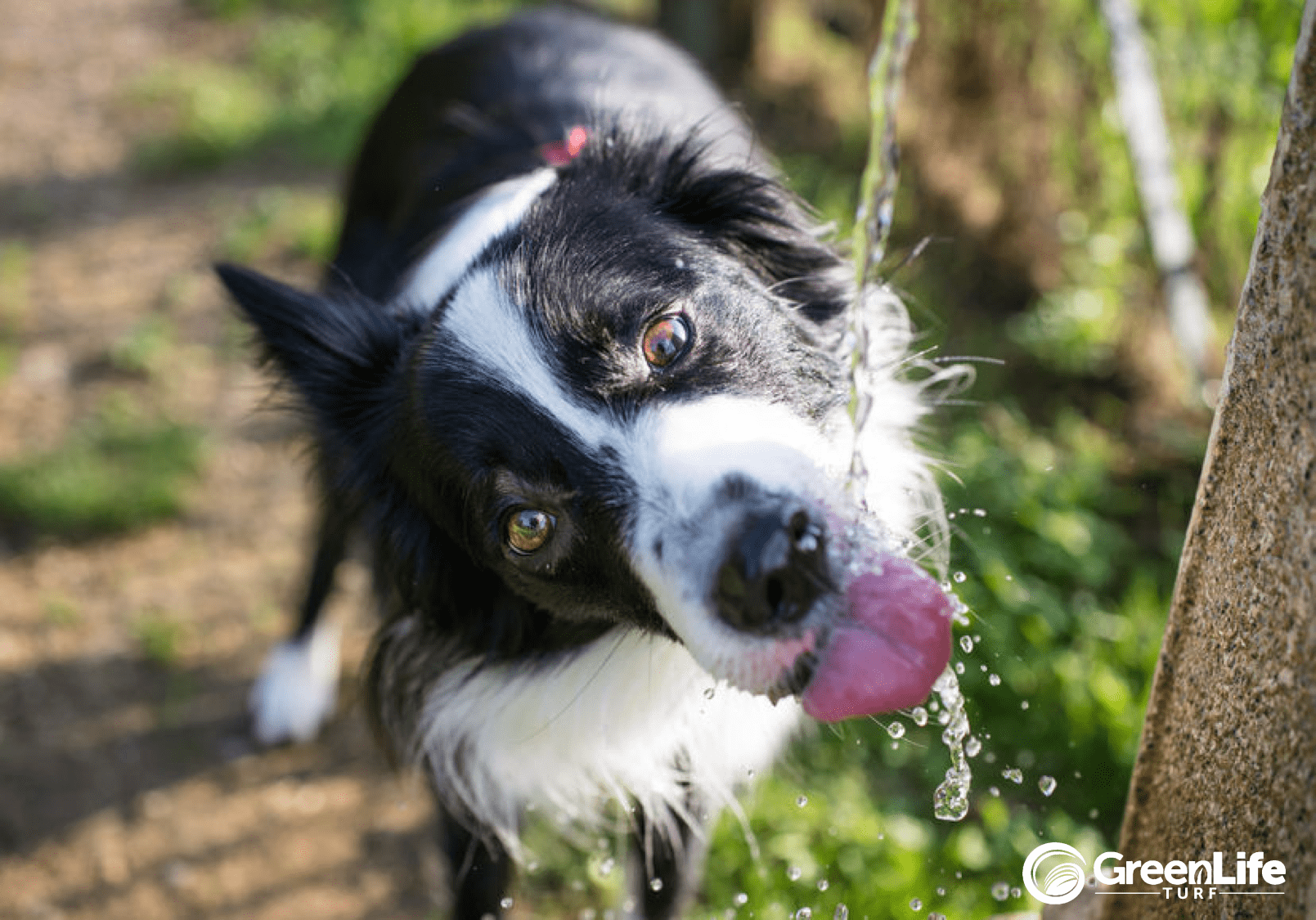 GLT Dog Border Collie Drinking Water Dehydrated GLT logo-min